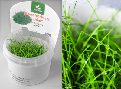 Элеохарис Игольчатый Мини (меристемное растение),d 6,5 см